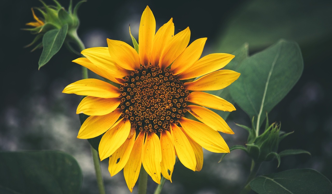 Image - sunflower balboa park closeup