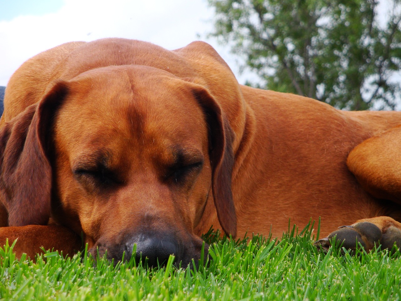 Image - dog sleeping pet breed