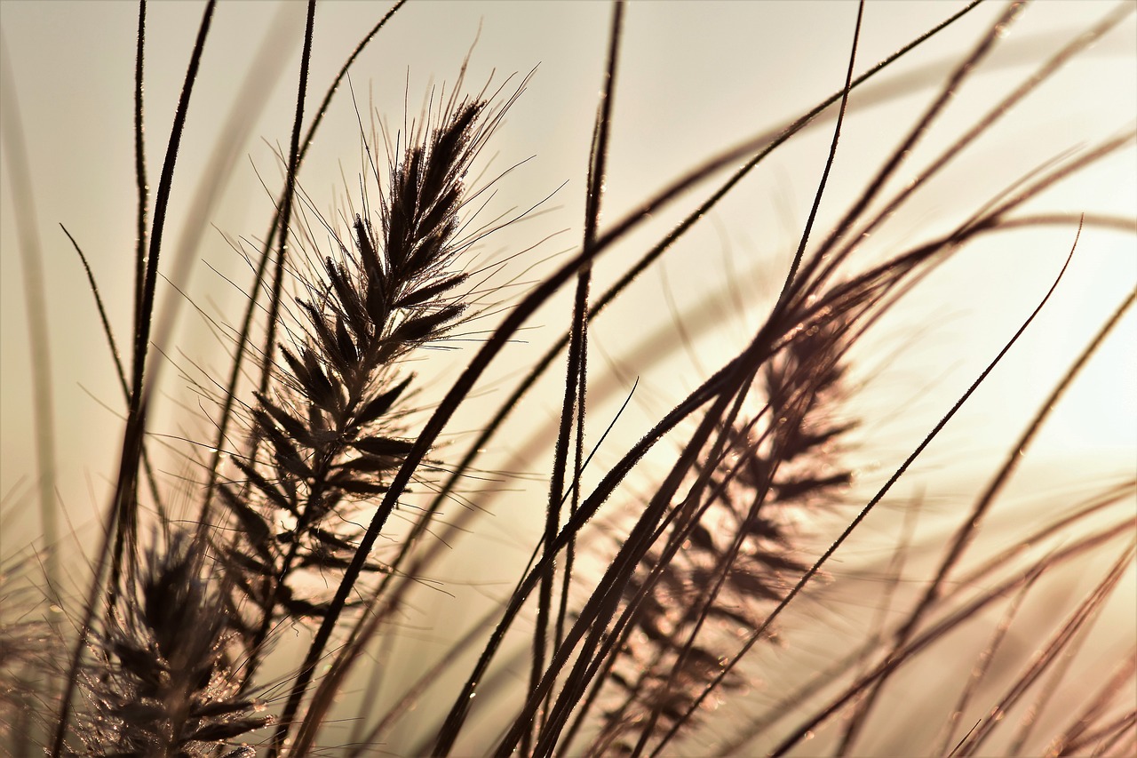 Image - grass grasses nature plant