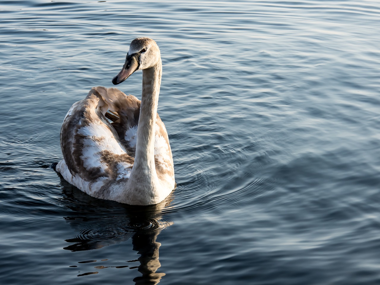 Image - swan sea water bird white blue