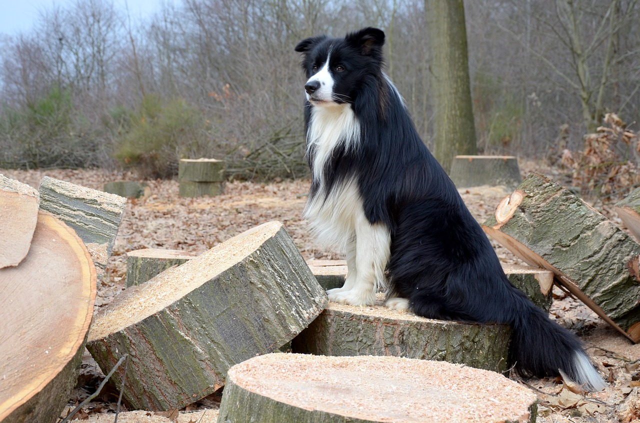 Image - dog collie border collie