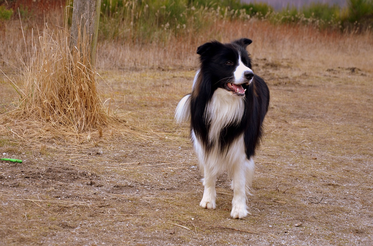 Image - dog herding dog british sheepdog