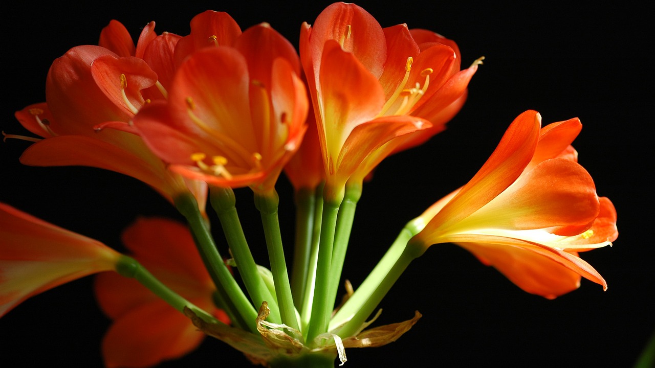 Image - flower clivia miniata wallpaper