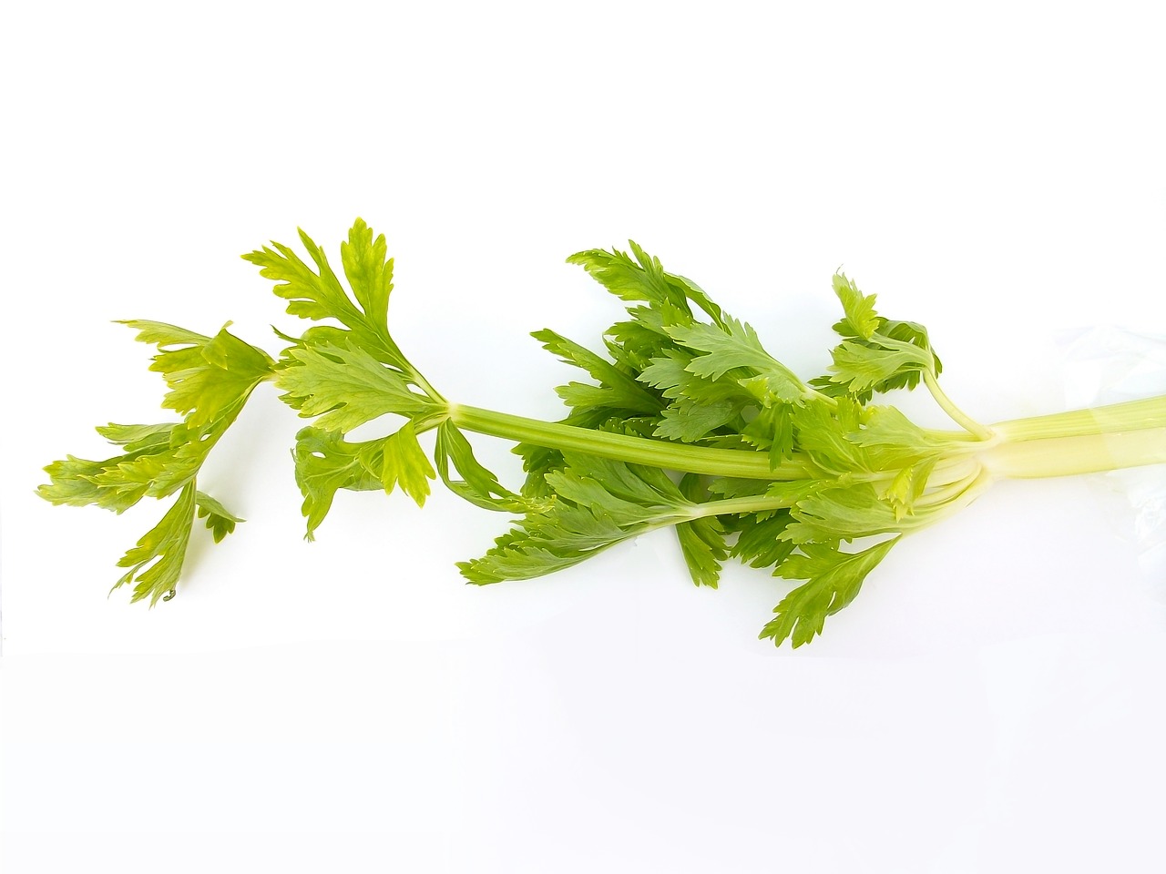 Image - vegetables material green celery