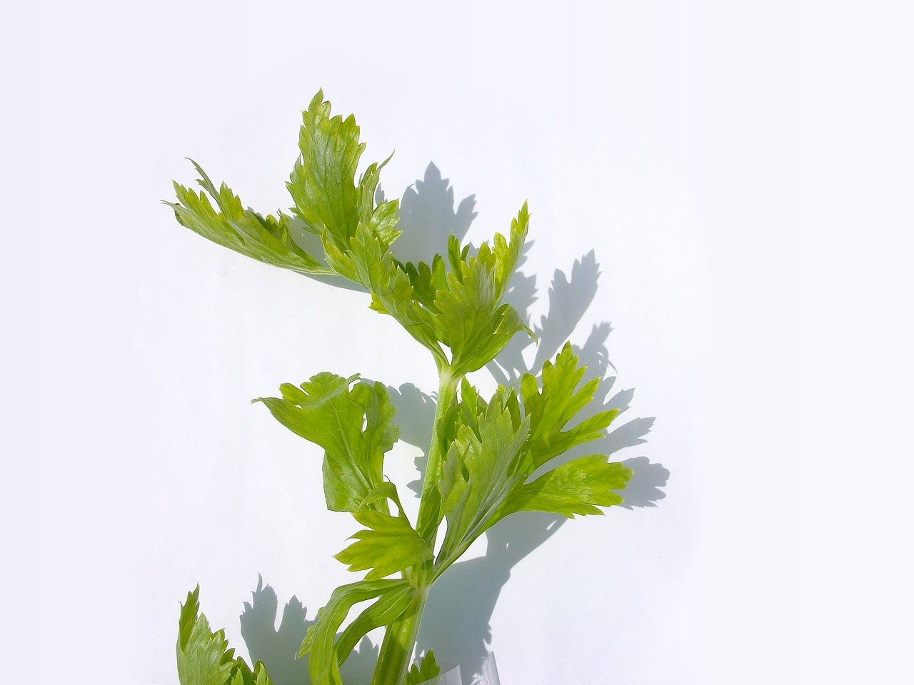 Image - vegetables material green celery