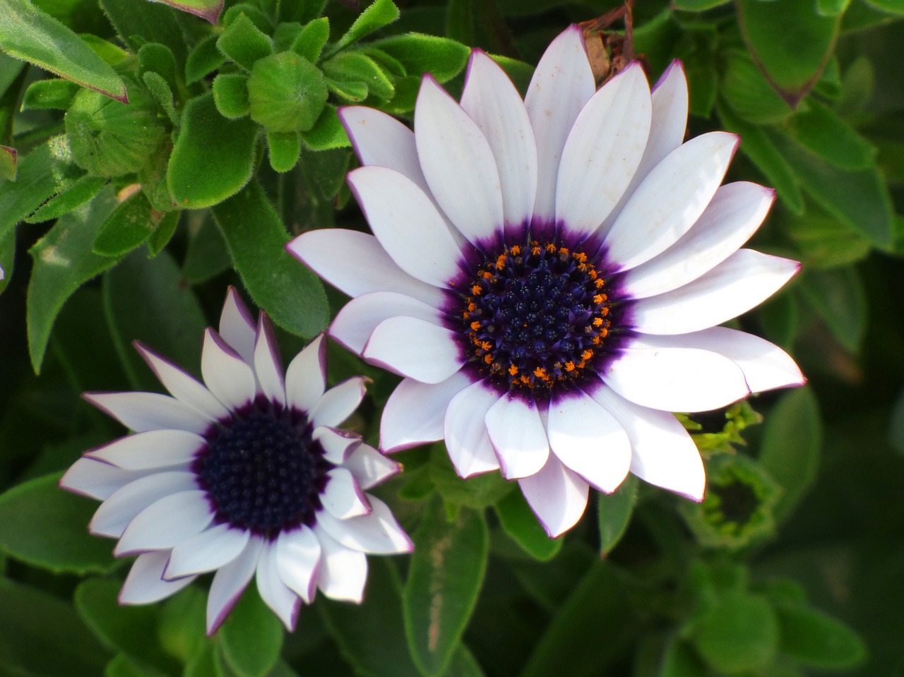 Image - flowers daisy beauty detail petals