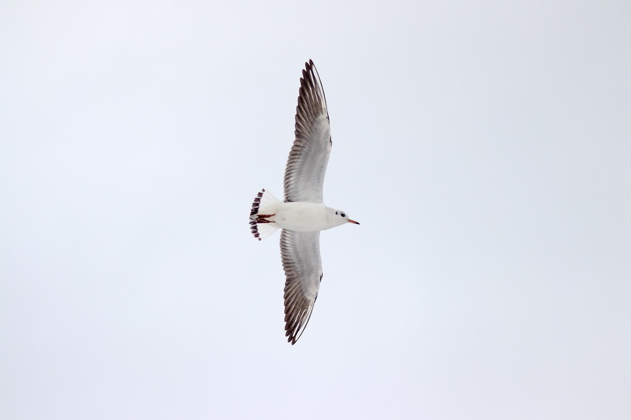 Image - seagull bird wild bird water bird