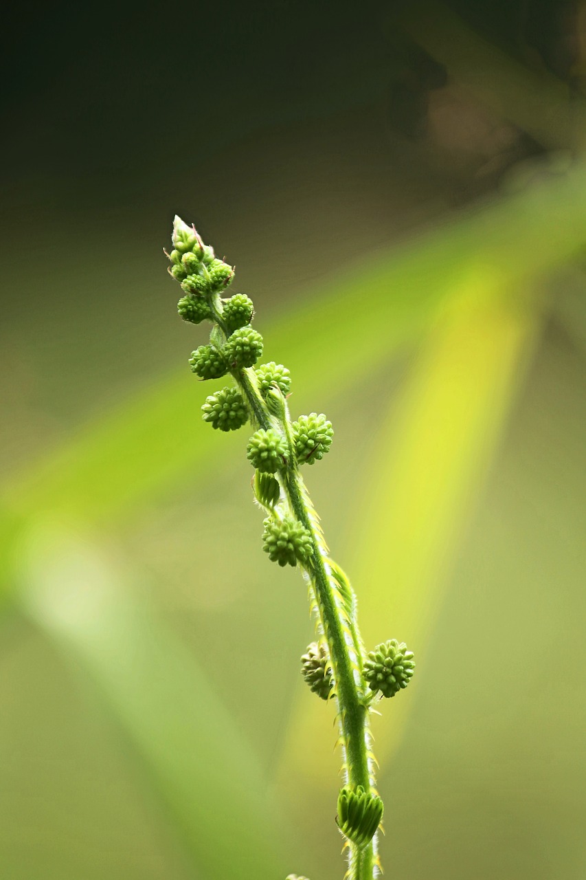 Image - mimosa pudica sensitive plant