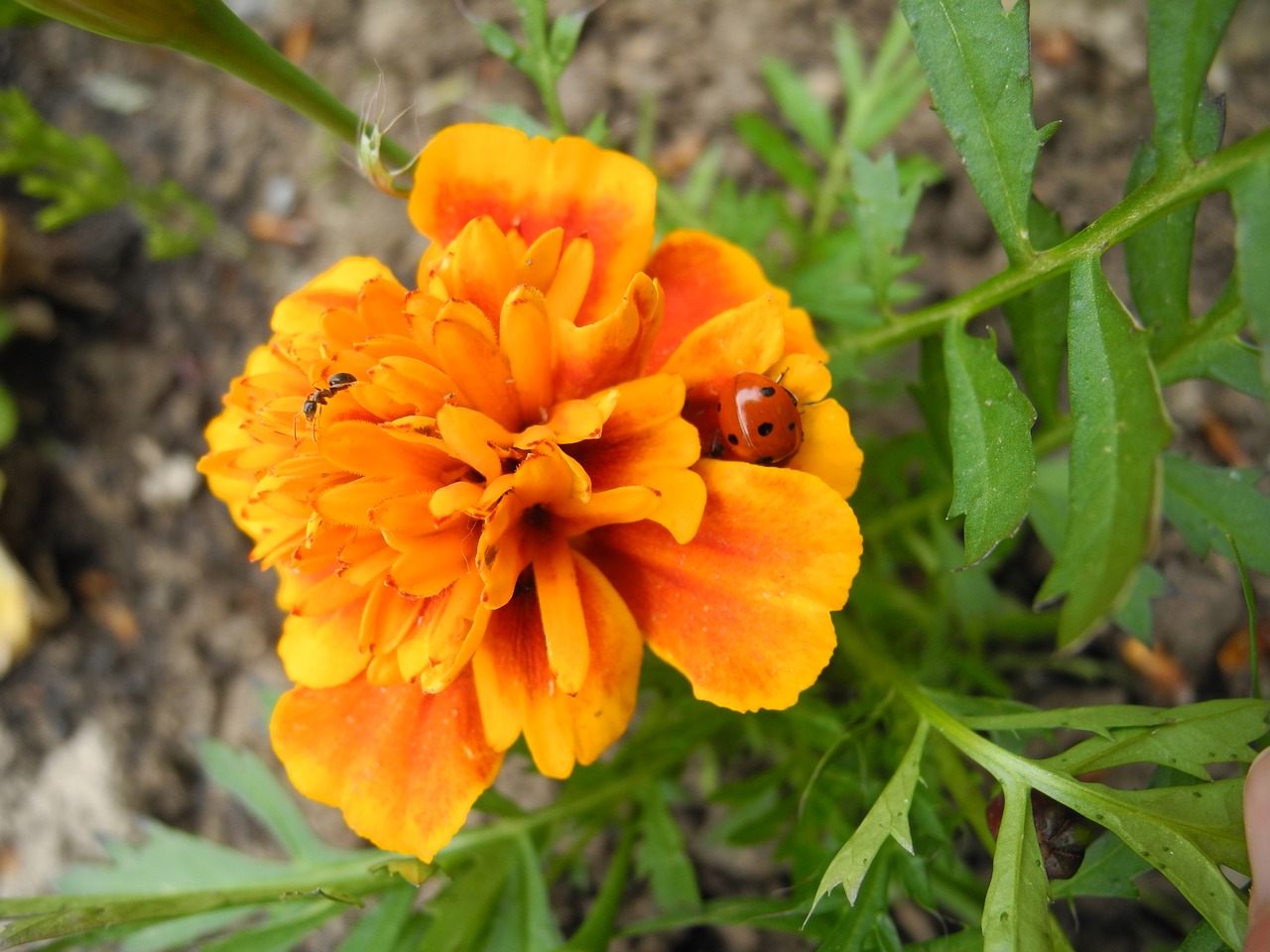 Image - marigold flower summer autumn