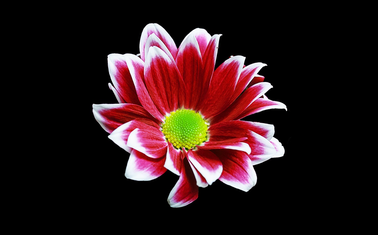 Image - margriet flower background spring