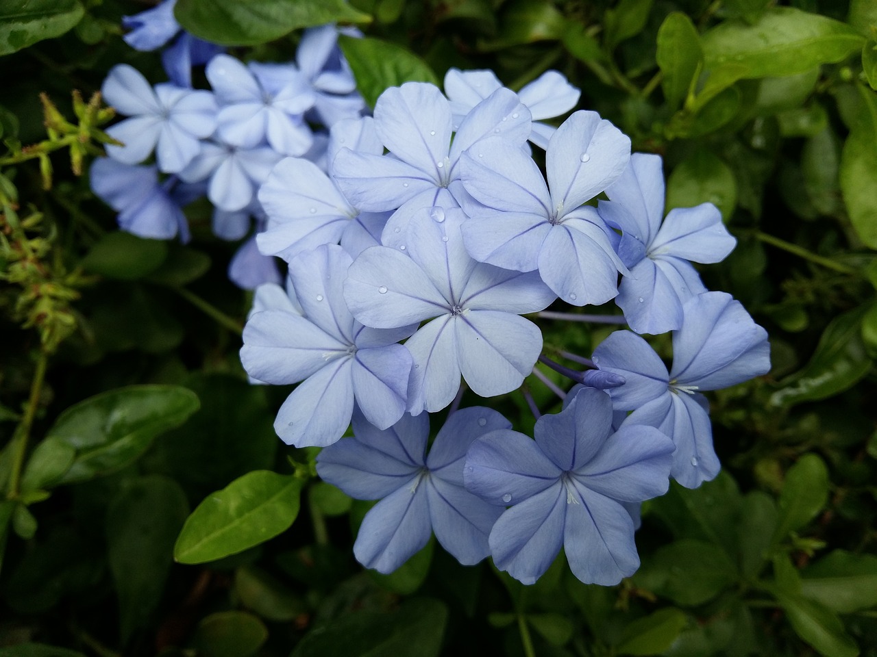 Image - flowers purple nature plant