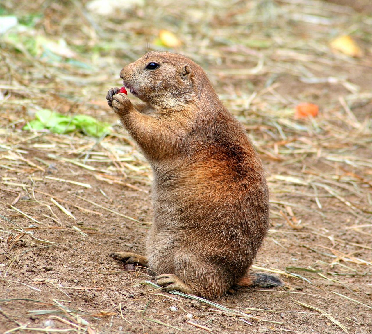 Image - prairie dog gophers croissant