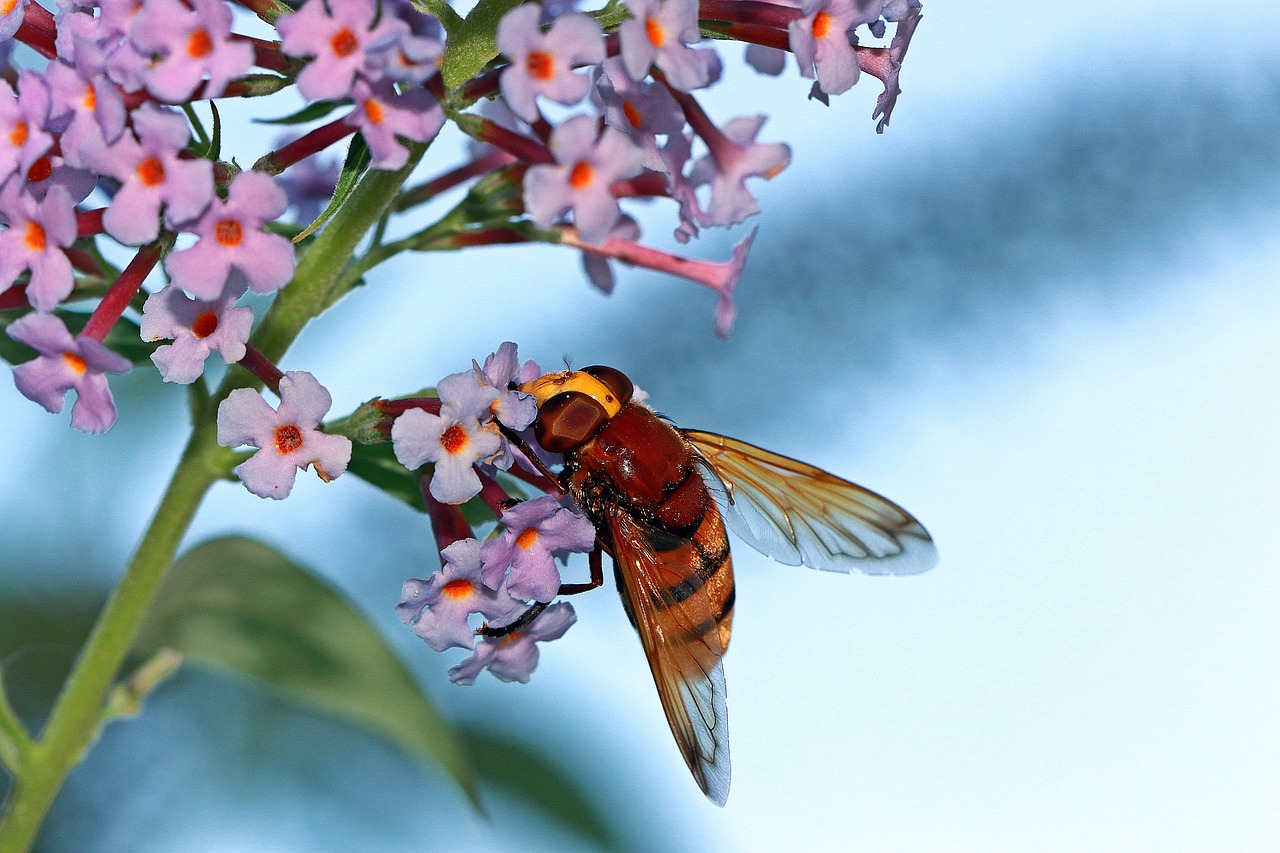 Image - osa insect summer eyes pollination