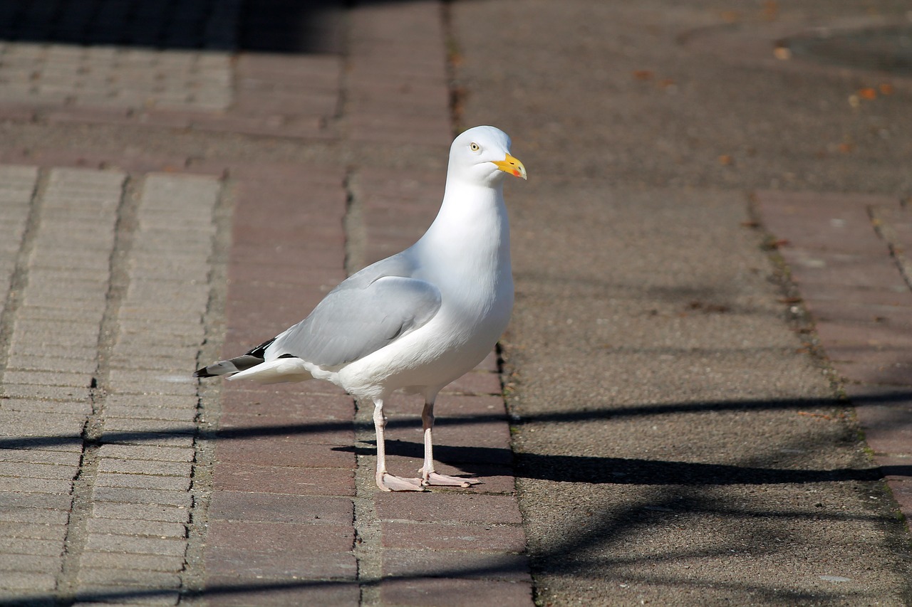 Image - seagull goëland bird animal fauna