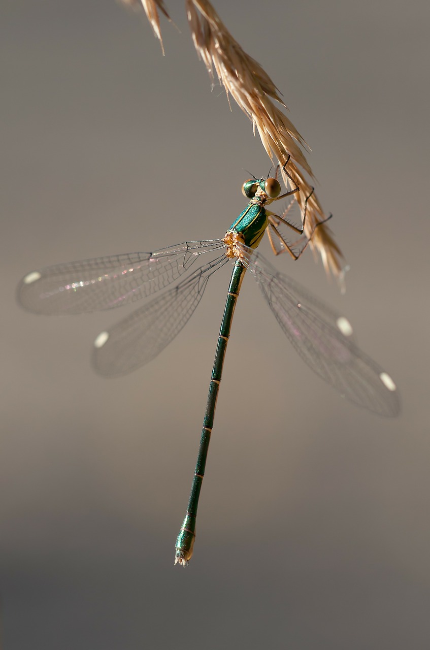 Image - dragonfly shiny insect
