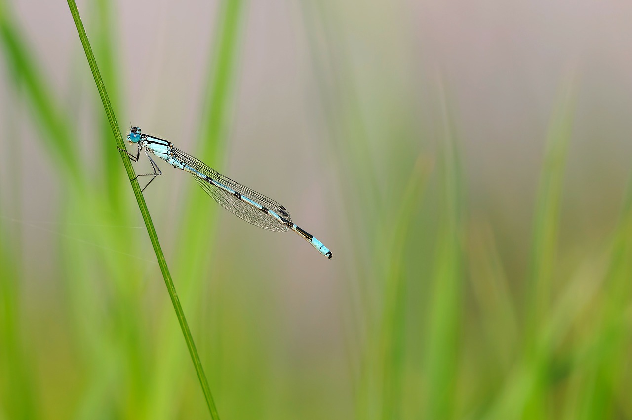 Image - insect dragonfly nature