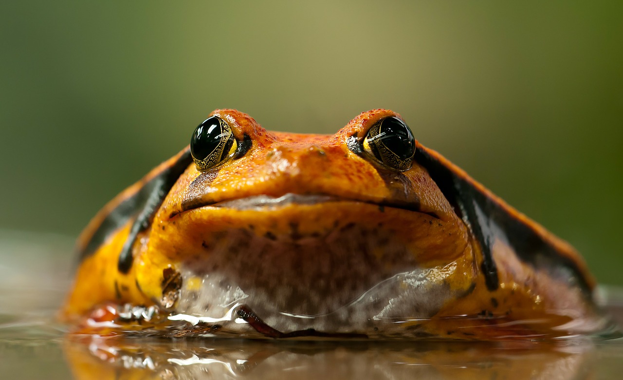 Image - frog toad eyes animal anuran