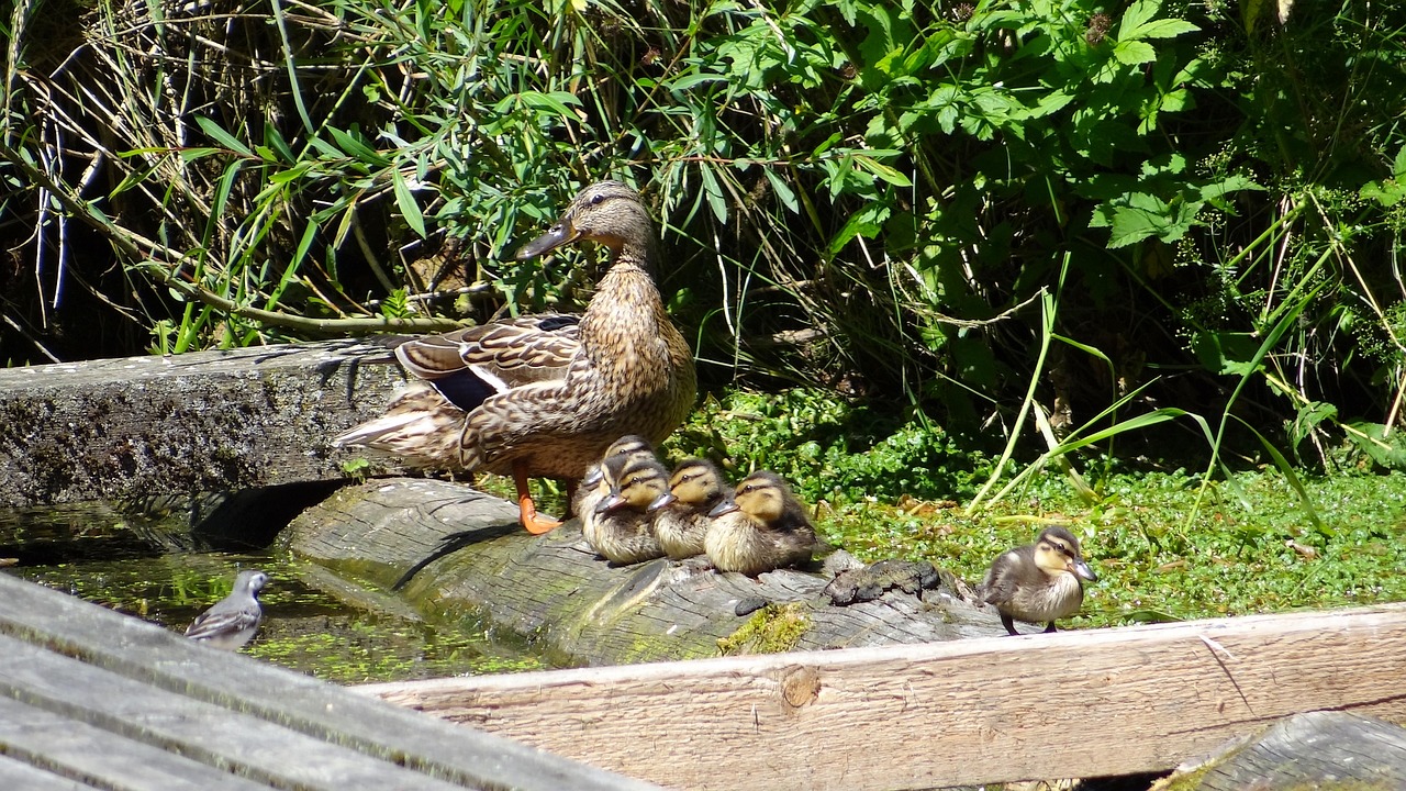 Image - wild ducks duck family chicken