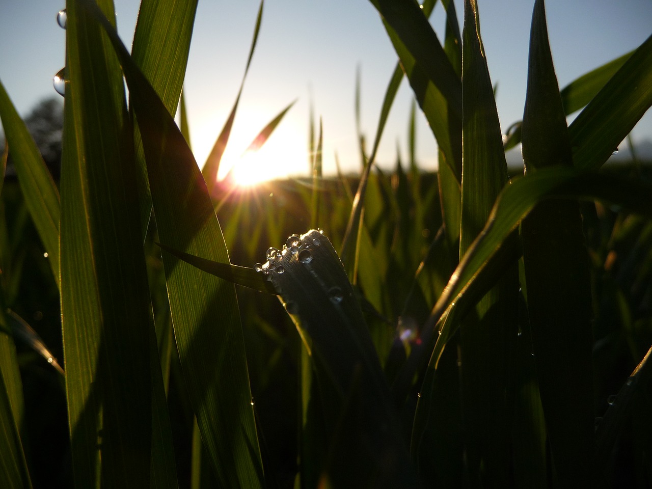 Image - drop summer field sun fence