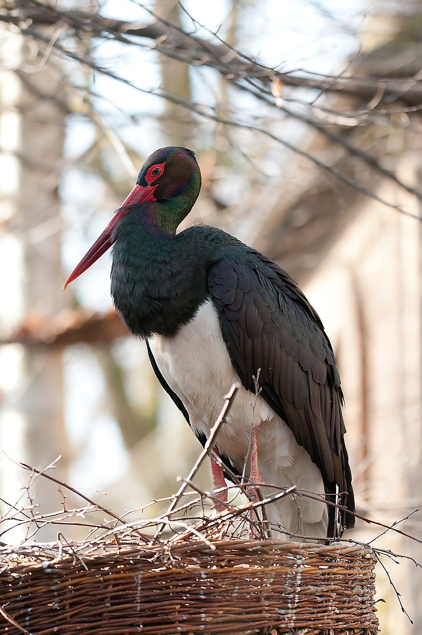 Image - black stork birds nest