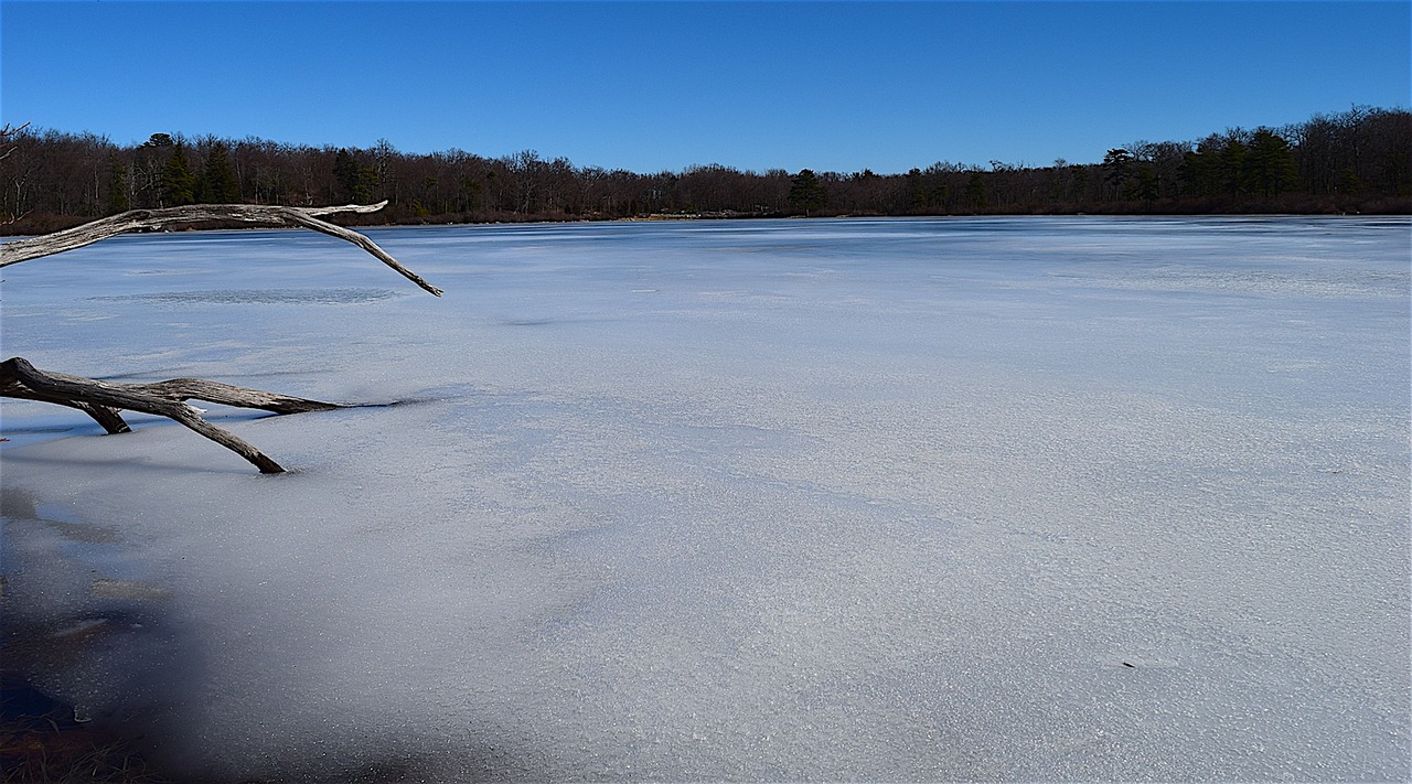 Image - lake frozen winter branch wood