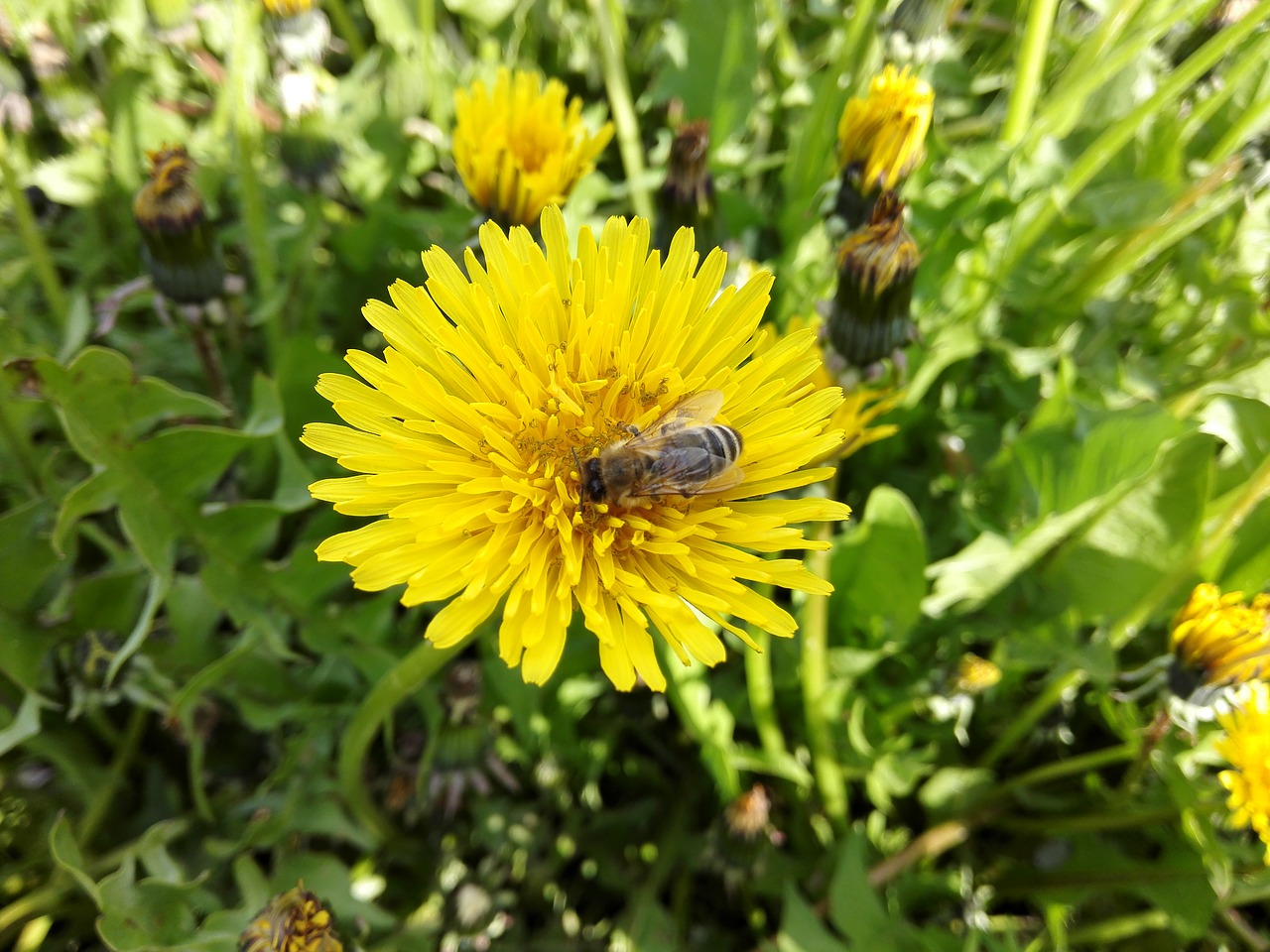 Image - garden plant nature insect closeup