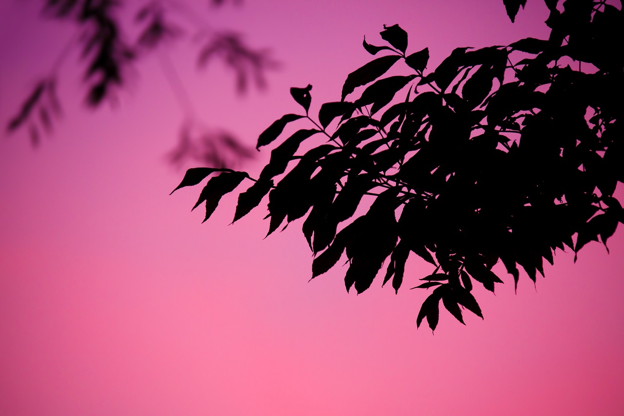 Image - background branch dusk evening