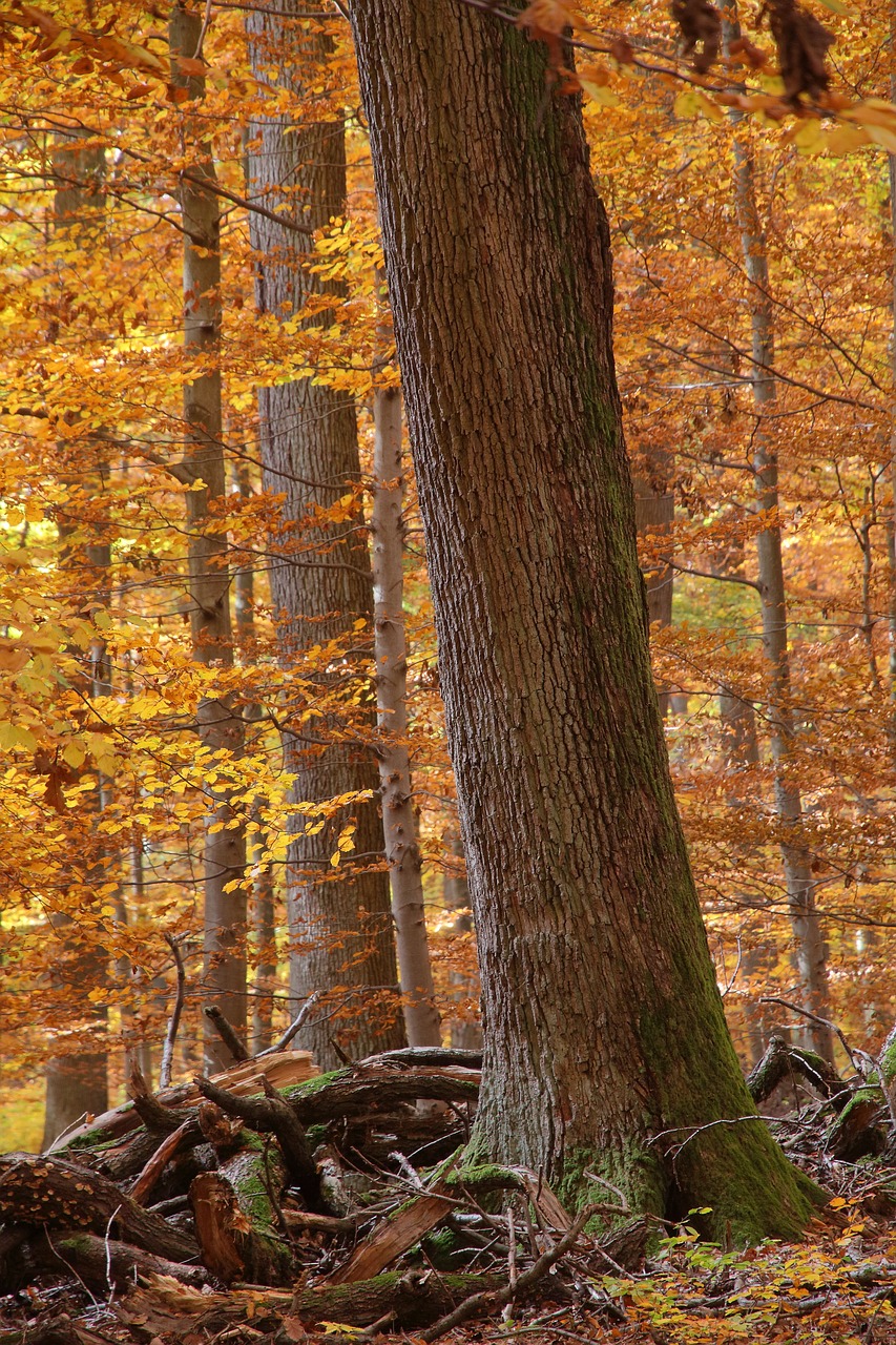 Image - forest autumn foliage deadwood