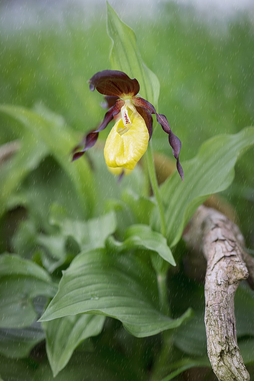 Image - frauenschuh yellow lady slipper