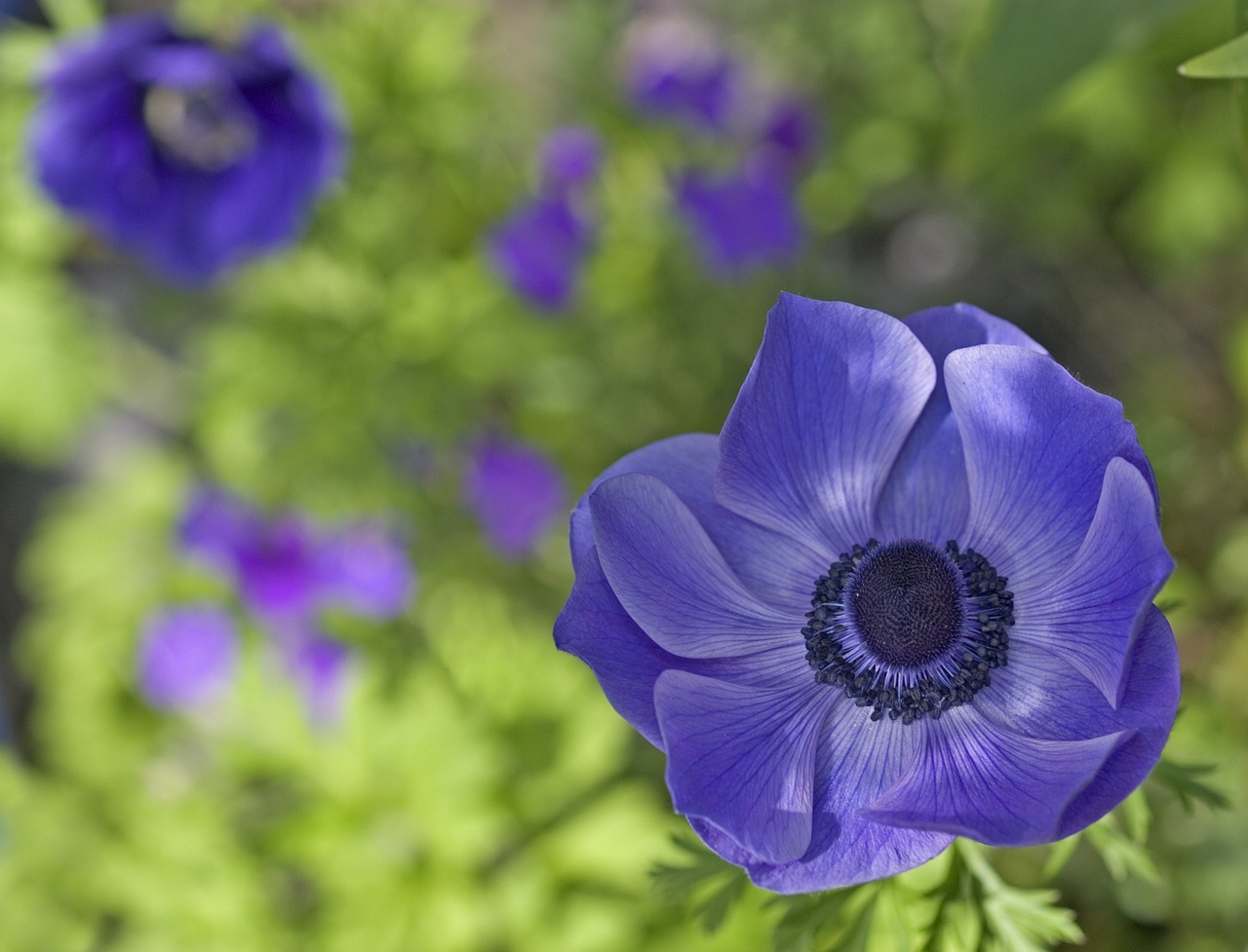 Image - blue purple flower anemone velvet