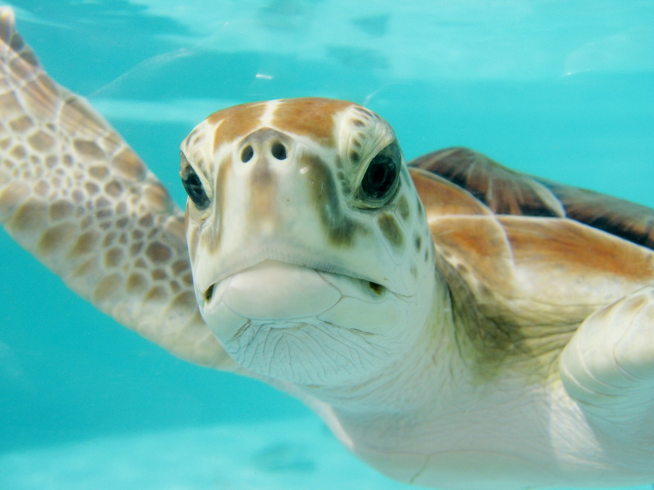 Image - mexico turtle swim underwater