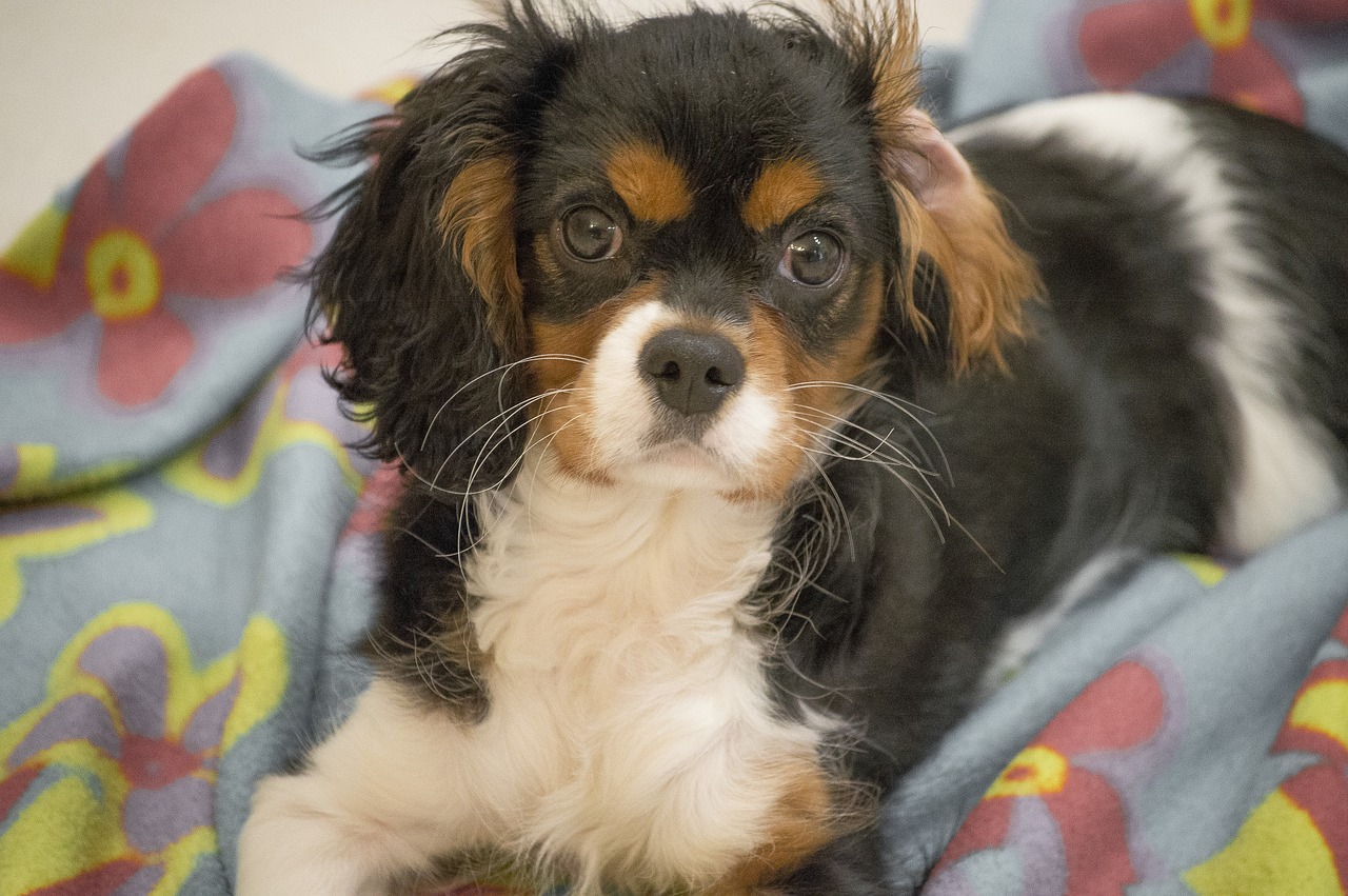 Image - dog cavalier king puppy