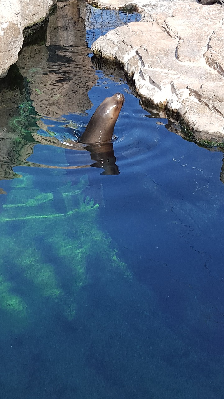 Image - sea lion animals park animal