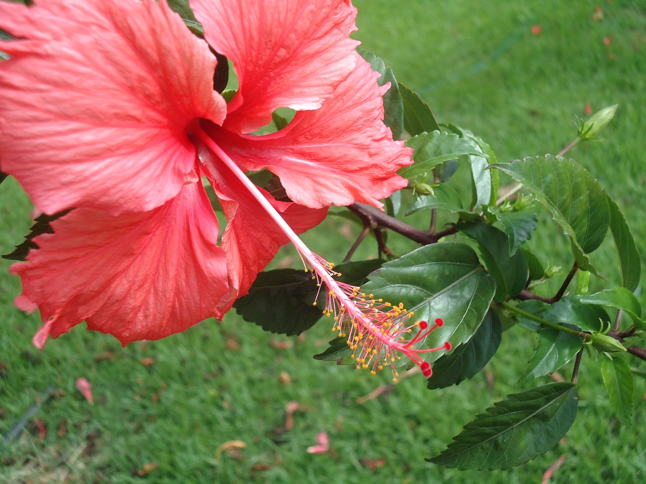 Image - flower hawaii havai rosinha nature