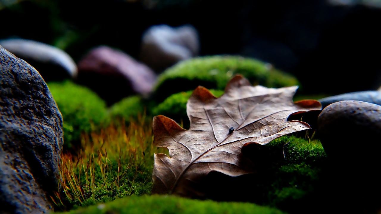 Image - nature plants dry leaf the stones