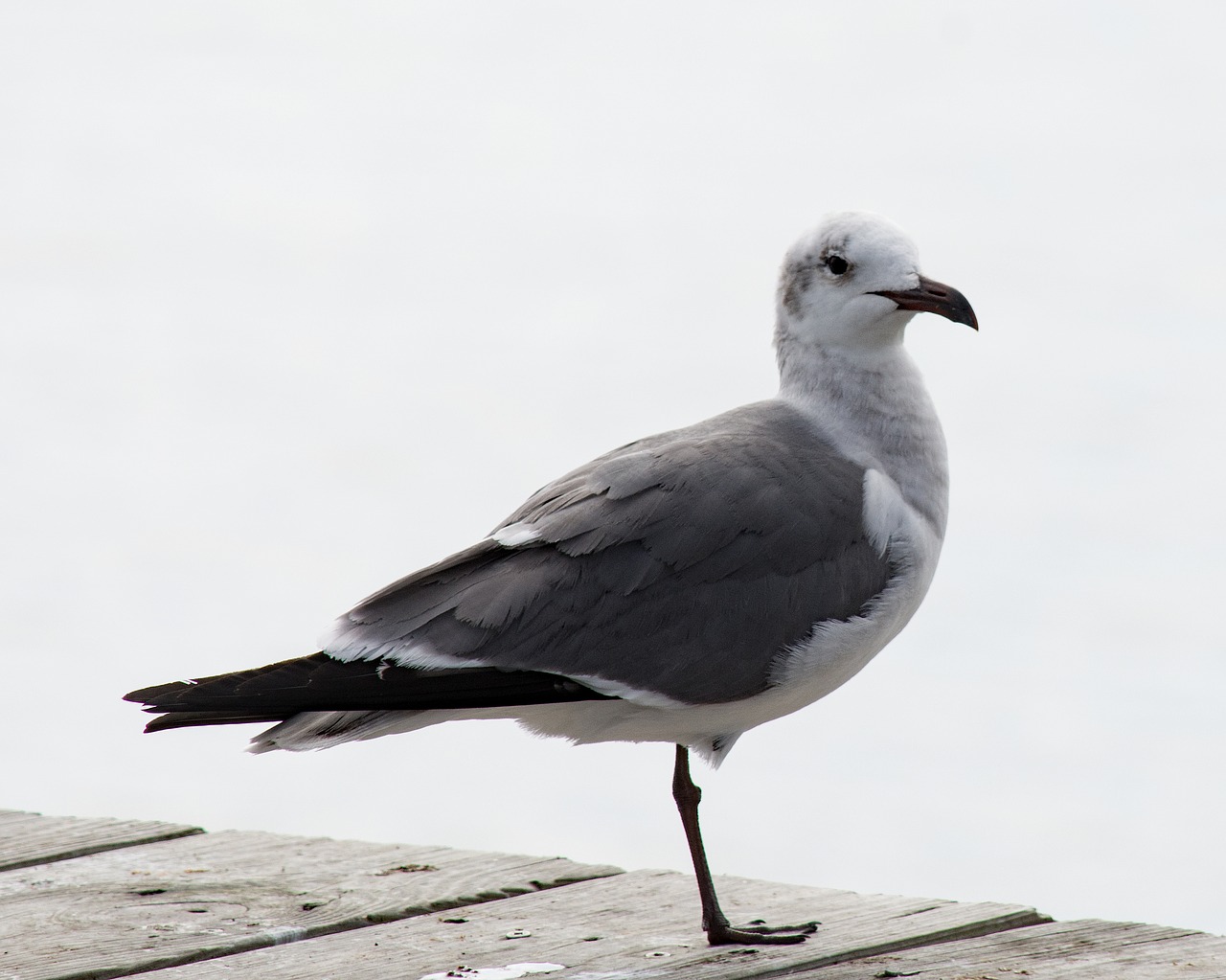 Image - seagull bird white gull sea pier
