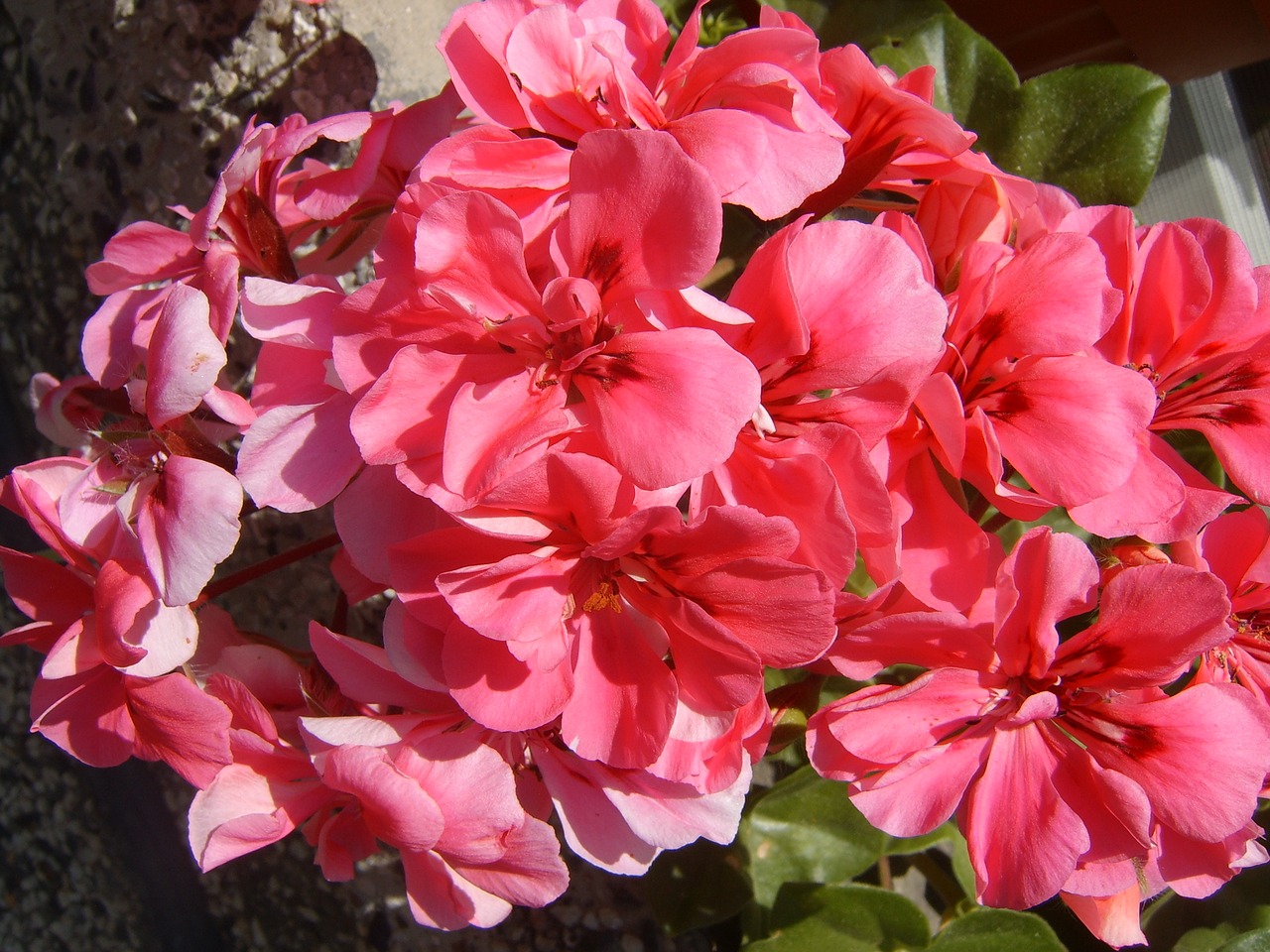 Image - pink flower portulaca grandiflora