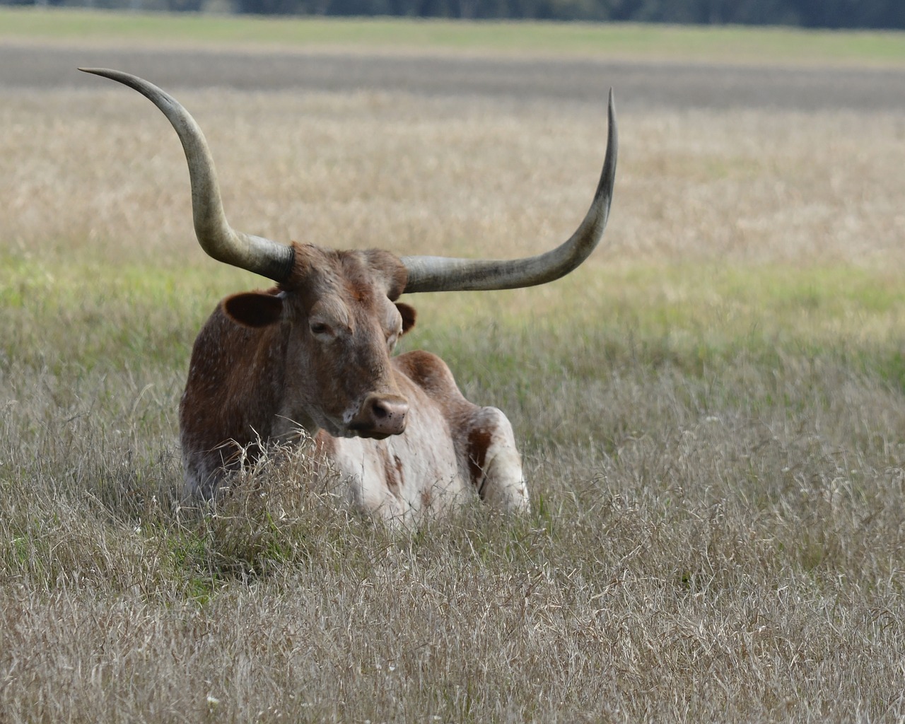 Image - longhorn cow cattle horn ranch