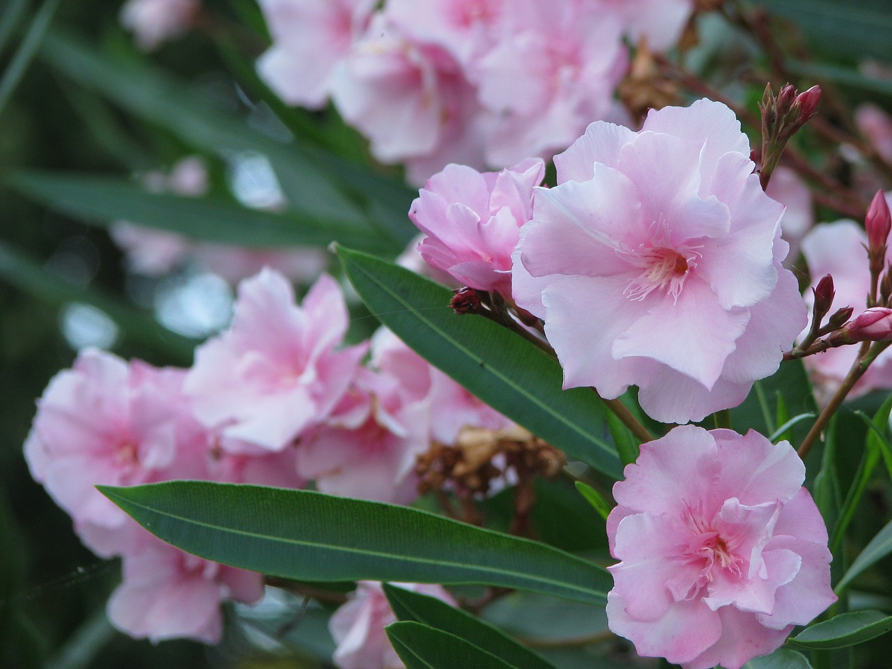 Image - pink oleander bush