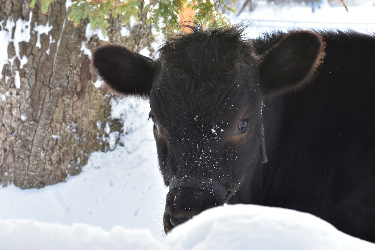 Image - cow winter snow farm outdoor