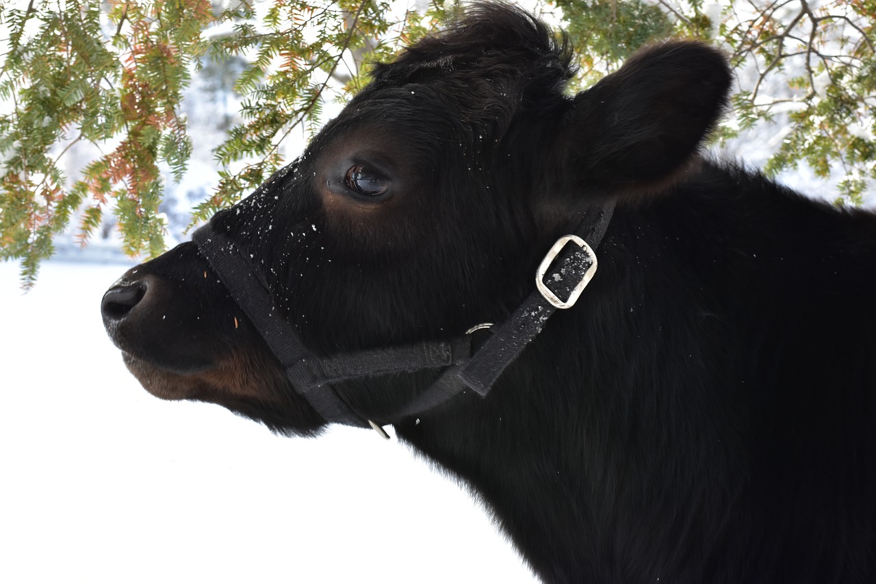 Image - cow winter snow farm outdoor