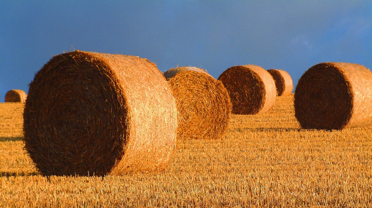 Image - bales straw harvest landscape