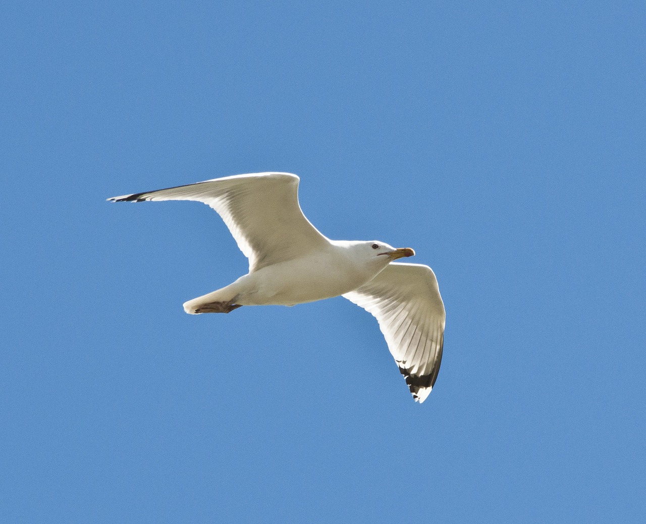 Image - seagull bird nature gull sea