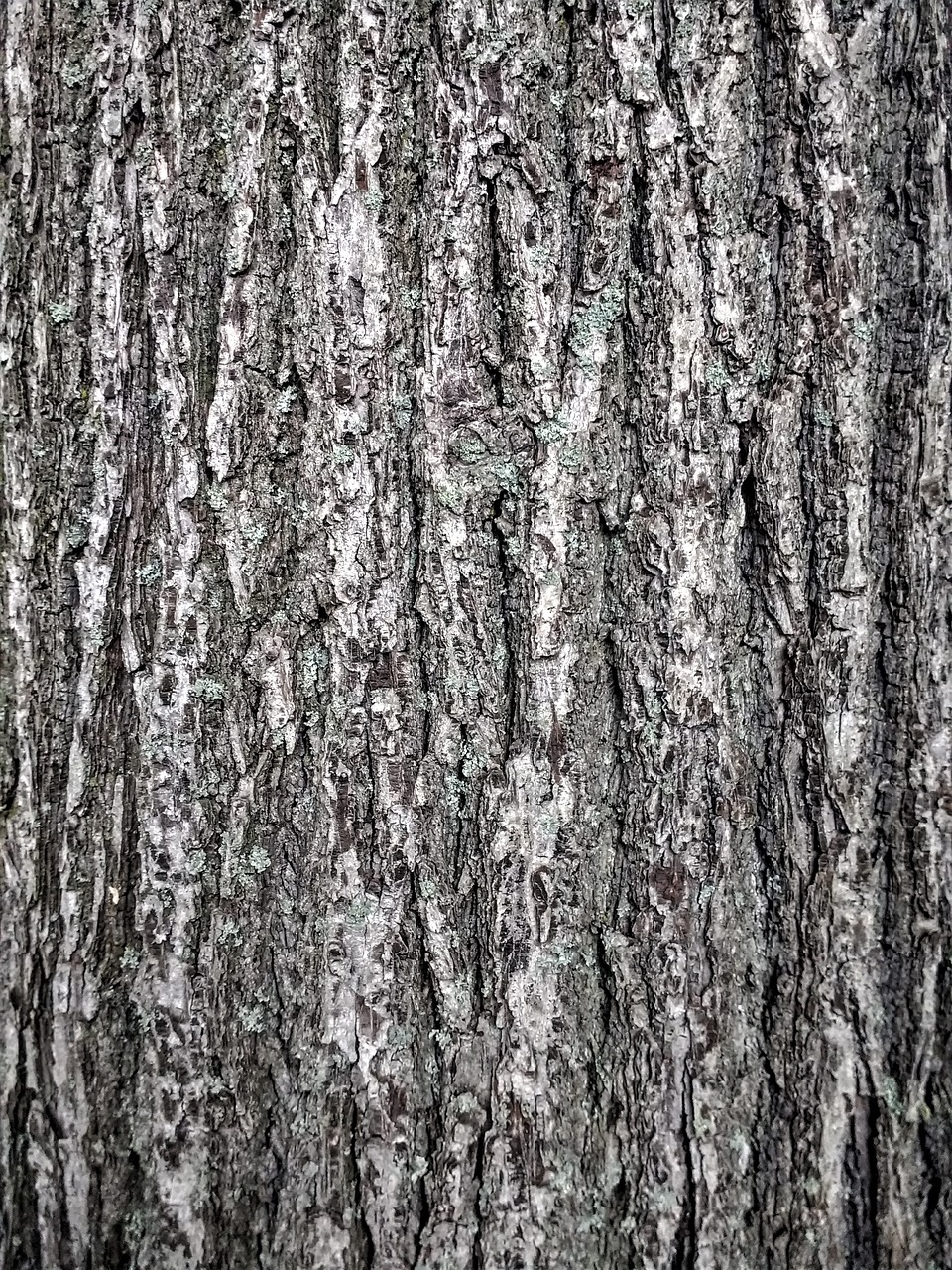 Image - bark tribe tree pattern structure