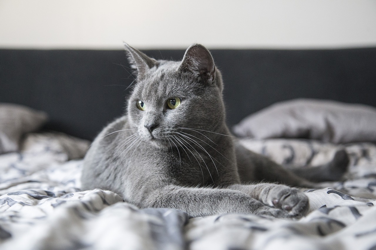 Image - kitty kitten cat animal cute pet