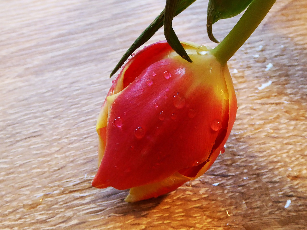 Image - spring tulip salmon yellow
