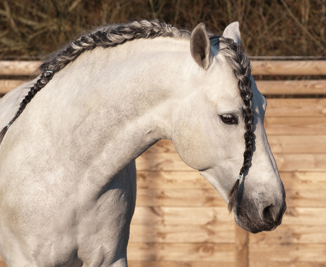 Image - horse plait mane head