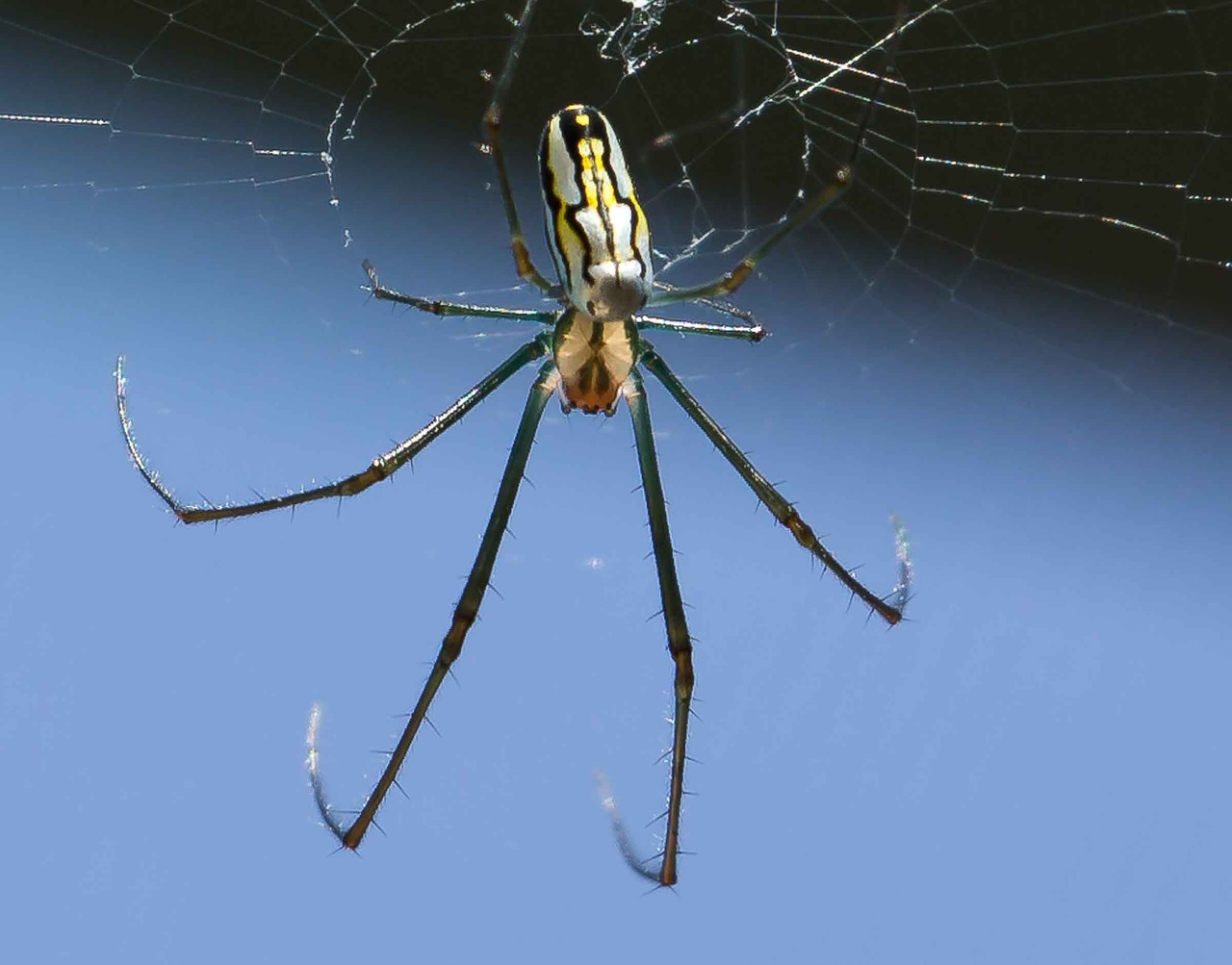Image - spider banana web wildlife insect