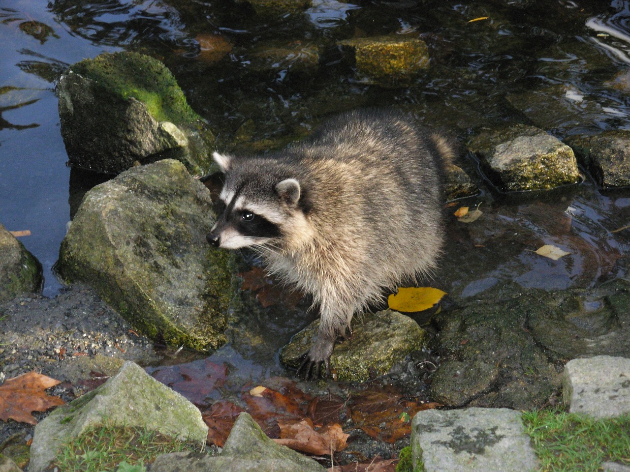 Image - raccoon nature animal cute