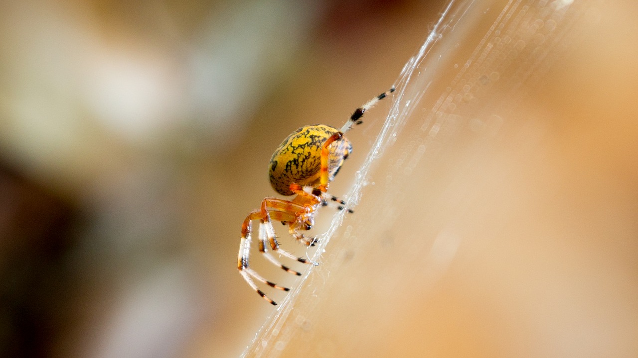 Image - yellow spider arachnid macro